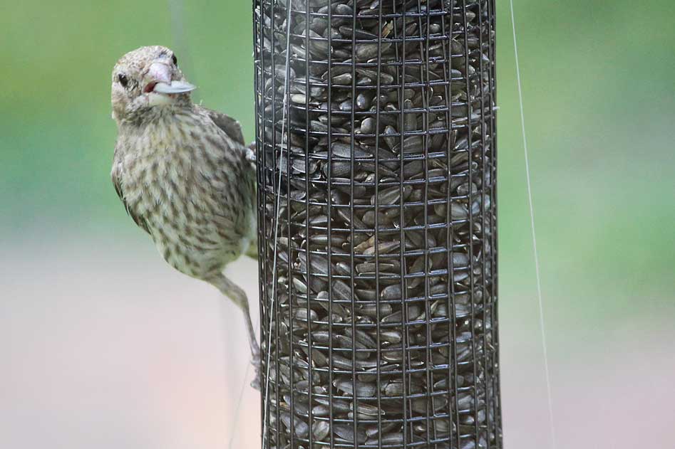 Birds In New Jersey - 2014 - Birdfeeders