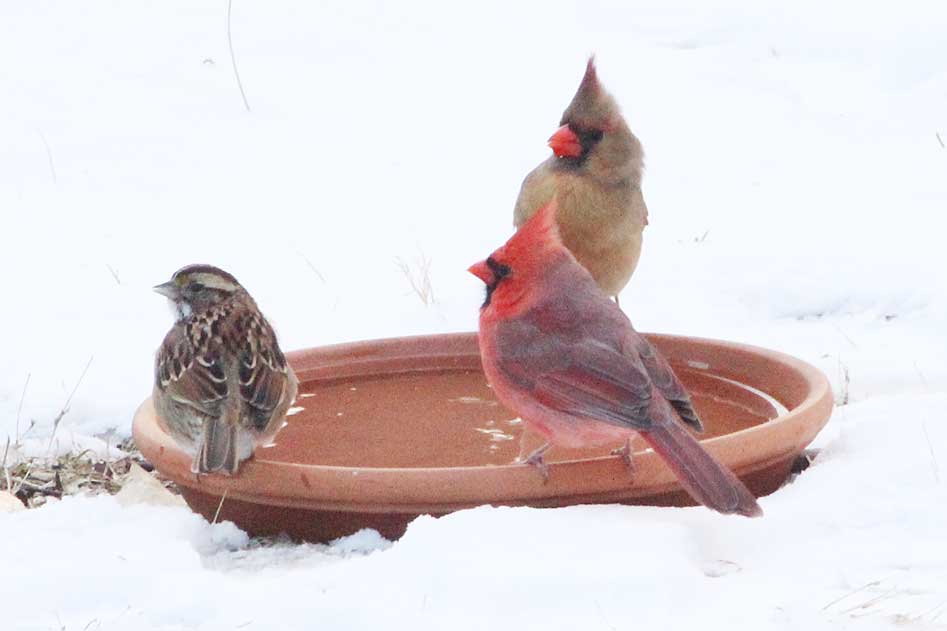 White-throated sparrow, male northern cardinal, female northern cardinal