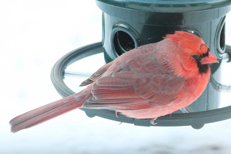 Closeup of male northern cardinal in winter